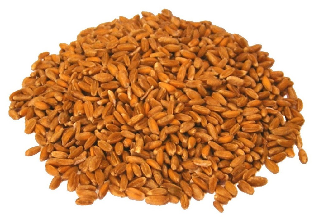 Whole grain barley