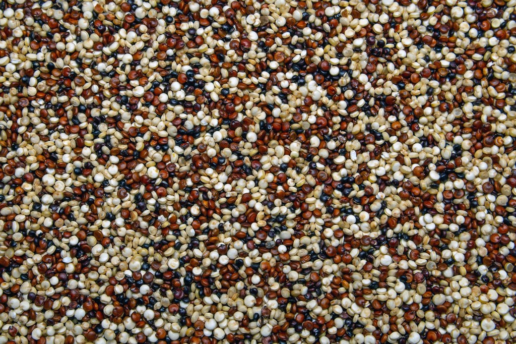 Whole grain quinoa seeds